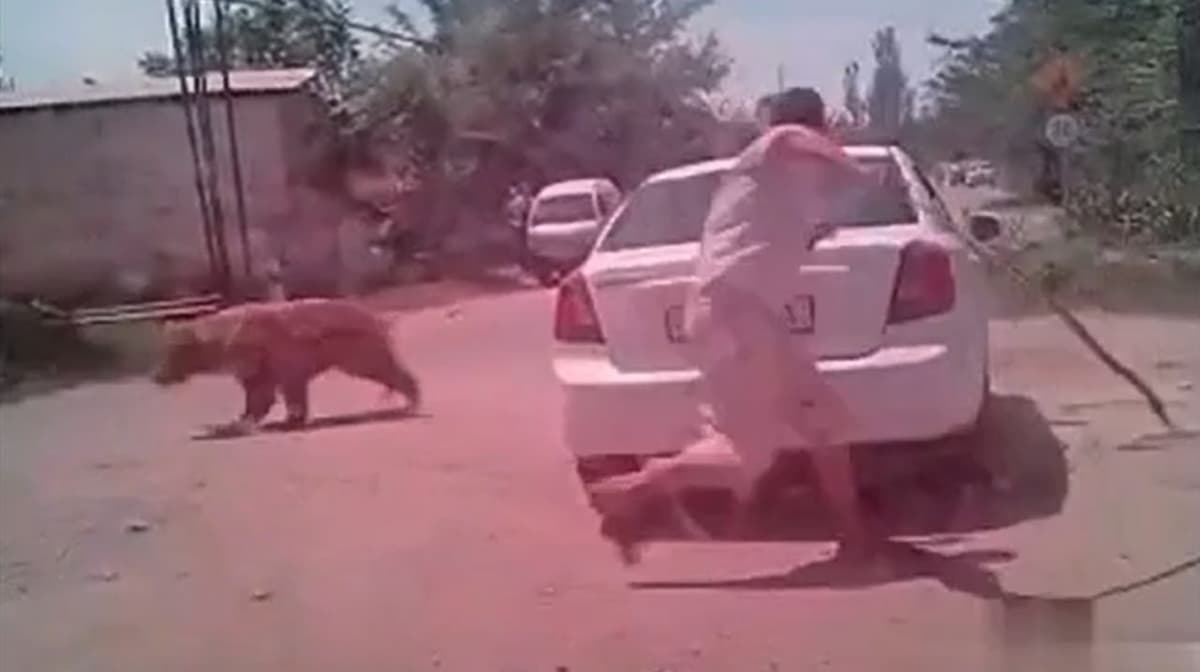 Bear shot dead in Surkhandarya for putting people's lives in danger