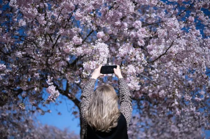 Toshkentda gullagan sakura, imperator saroyi yonida suzayotgan odamlar – aprel tabiatidan fotolar