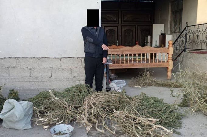 Samarqand viloyatidagi xonadondan qariyb 32 kg marixuana topildi