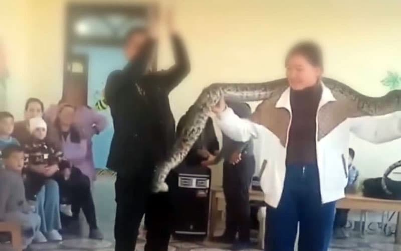Qo‘shrabotdagi bog‘cha va maktablarda tegishli hujjatlarsiz ilon tomoshalari o‘tkazildi. IIV holatni o‘rgandi