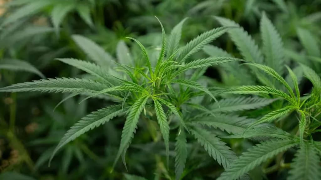 Singapurda erkak xotini bilan ajrashish uchun uning mashinasiga kannabis tashlab qo‘ygani aniqlandi