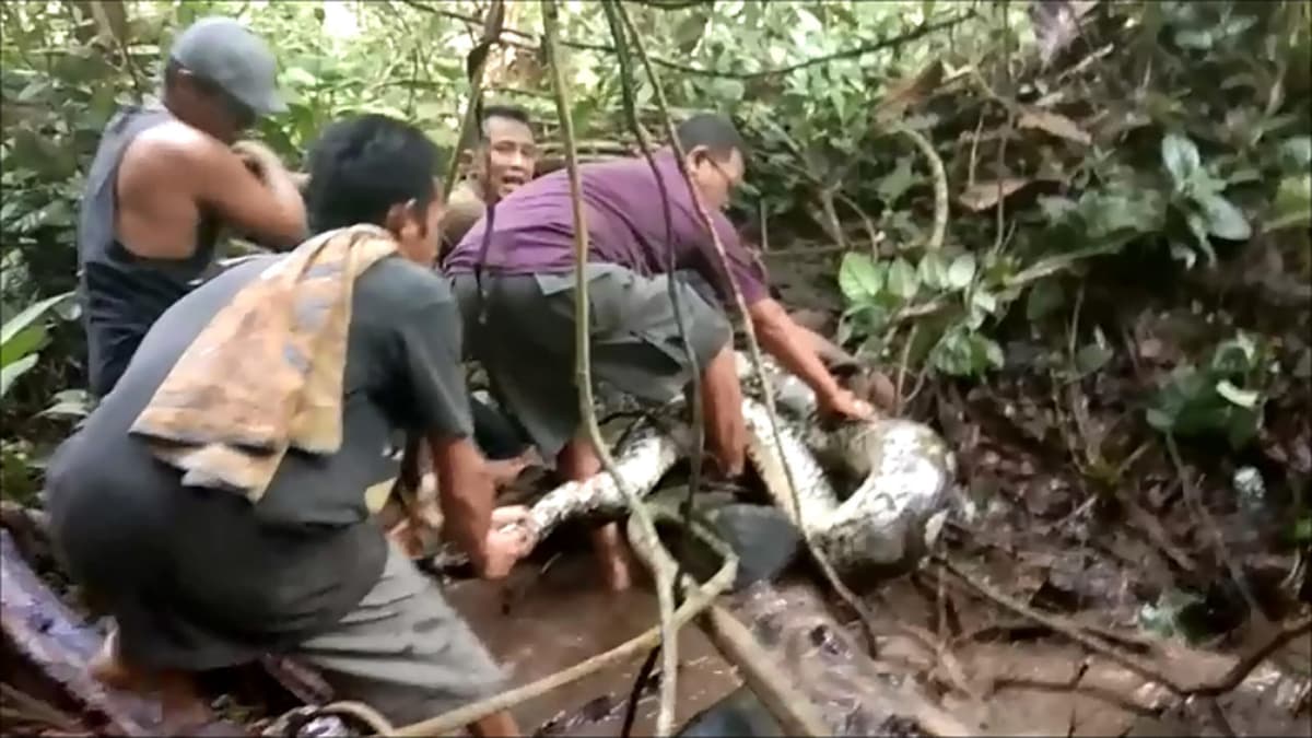Indoneziyada besh metrlik bo‘g‘ma ilon ayolni butunlay yutib yubordi