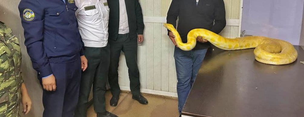 O‘zbekistonga 3 metrlik bo‘g‘ma ilonni olib kirmoqchi bo‘lgan bo‘lgan shaxs to‘xtatib qolindi