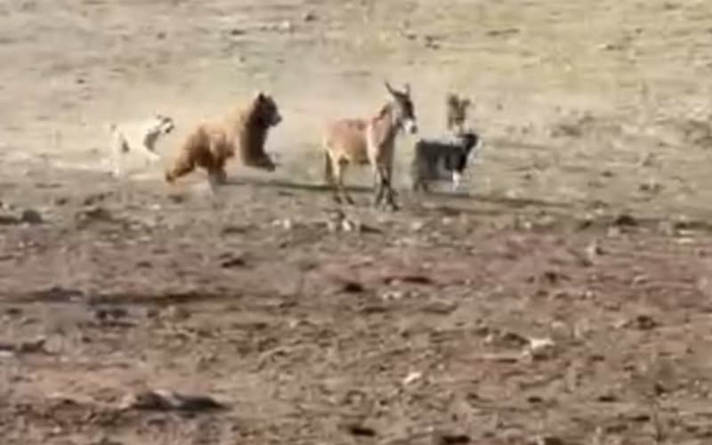 Urgutda qo‘ng‘ir ayiqlar chorvaga hujum qilib, 4 echkini yeb qo‘ydi