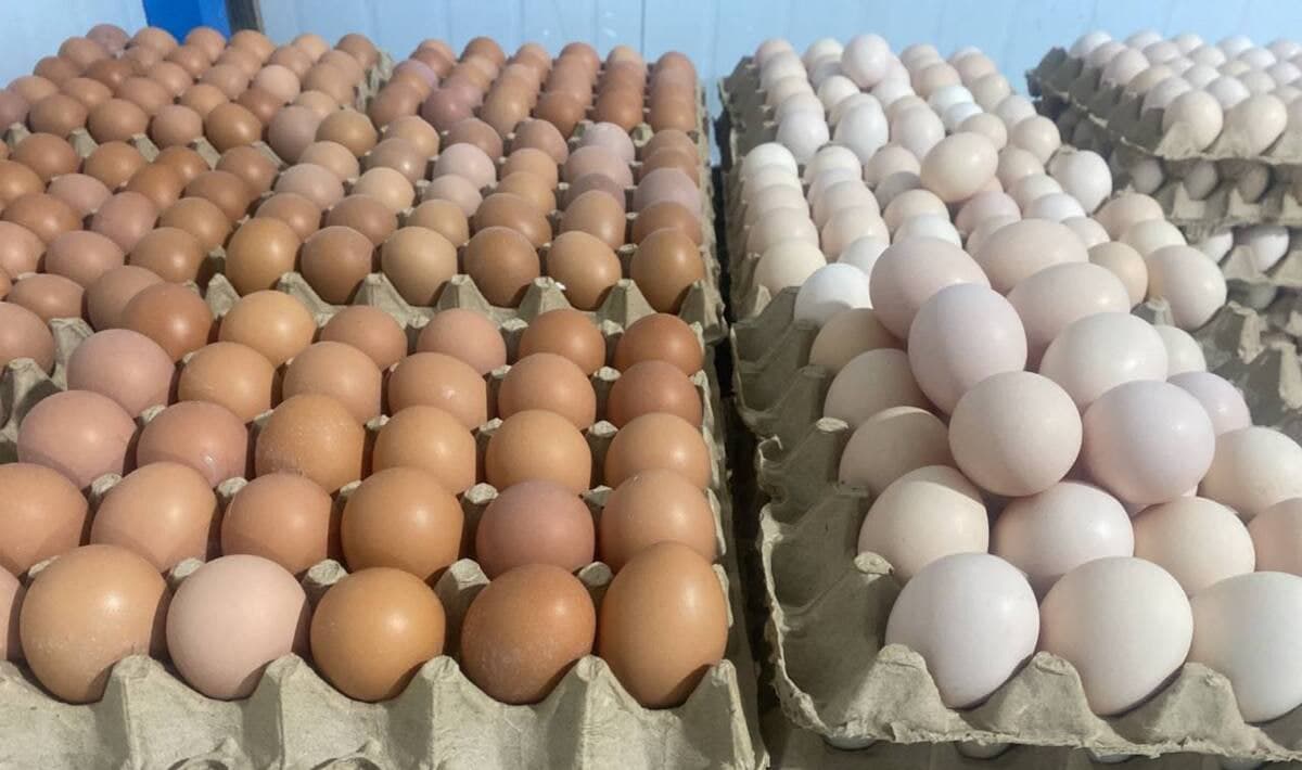 Qozog‘istonda tuxum narxi keskin oshdi