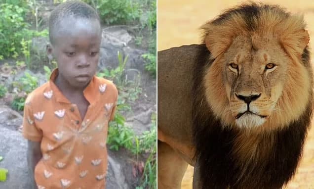 Zimbabveda 8 yoshli bola sherlar yashaydigan qo‘riqxonada besh kun qolib ketdi
