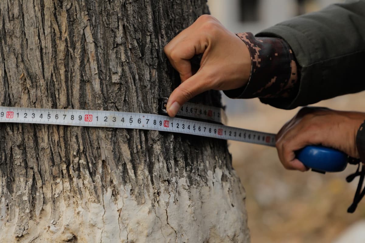 Valuable trees worth almost 1.5 billion soums destroyed in Tashkent region