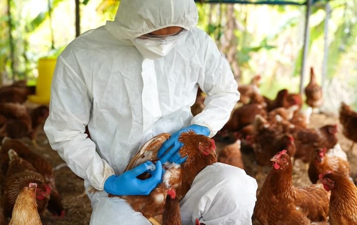 AQShda H5N1 parranda grippi bilan bog‘liq birinchi o‘lim holati qayd etildi