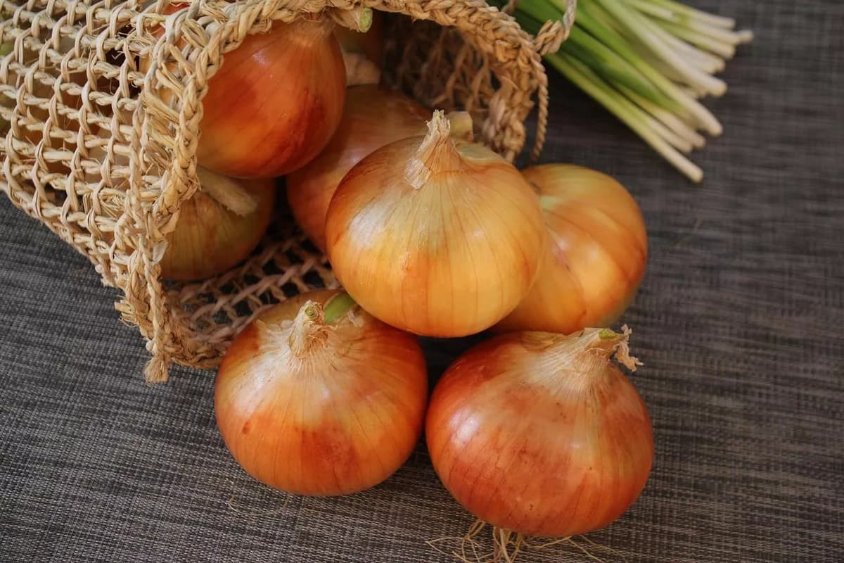 O‘zbekistonda piyoz narxi keskin arzonlashdi. Bunga sabab nimada?