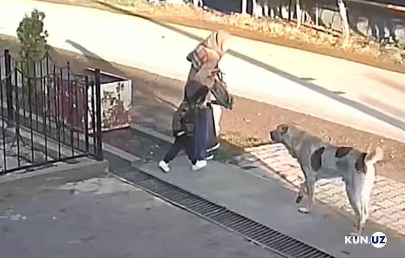 Toshkent tumanida it yosh bolani o‘ldirib qo‘yay dedi. Uning egasi 370 ming jarima bilan qutulib ketadi
