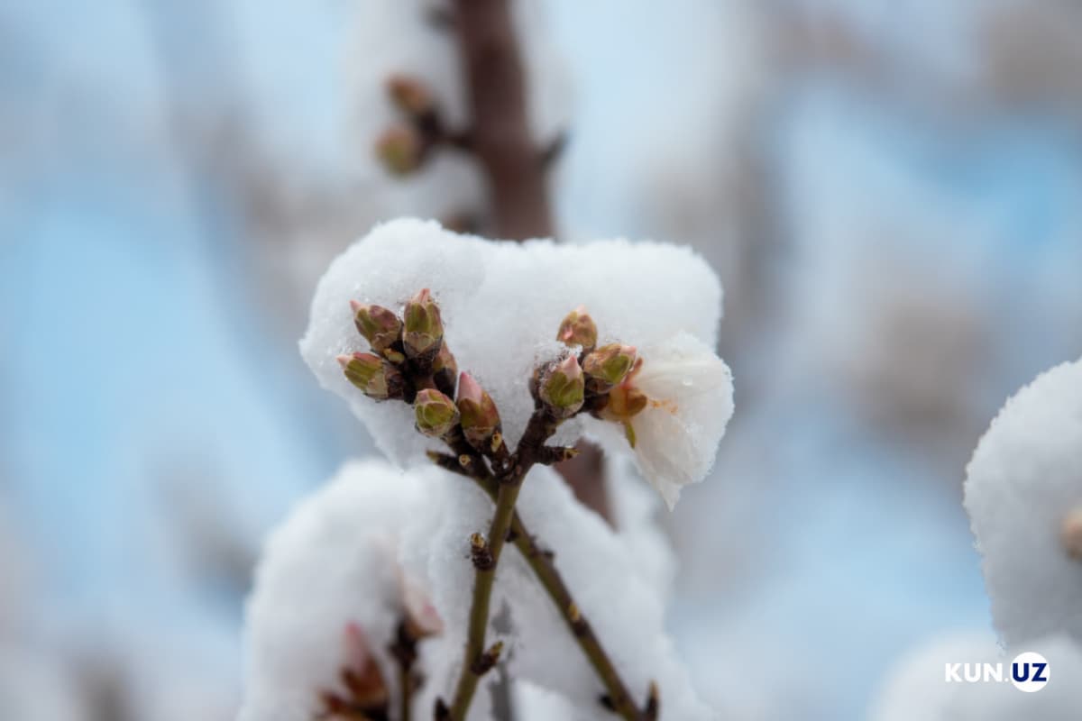 Ketishni xohlamayotgan qish - martning o‘rtasida Toshkentni qor qopladi (foto)