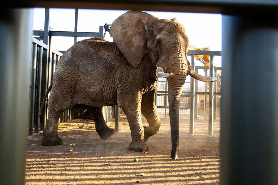 40 yillik tutqunlikda - Janubiy Afrika hayvonot bog‘idagi so‘nggi fil ozod etildi