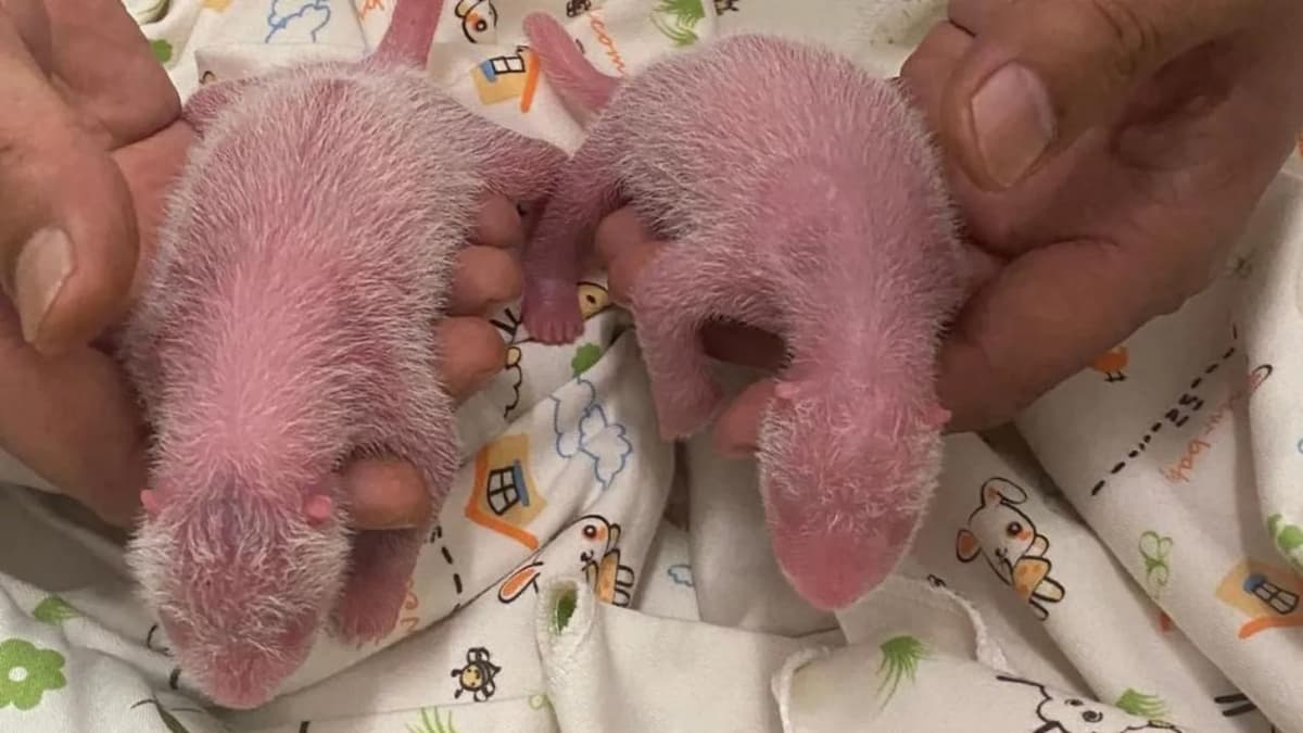 Hongkongda keksa gigant panda ilk bor ona bo‘ldi, u egizaklarni dunyoga keltirdi