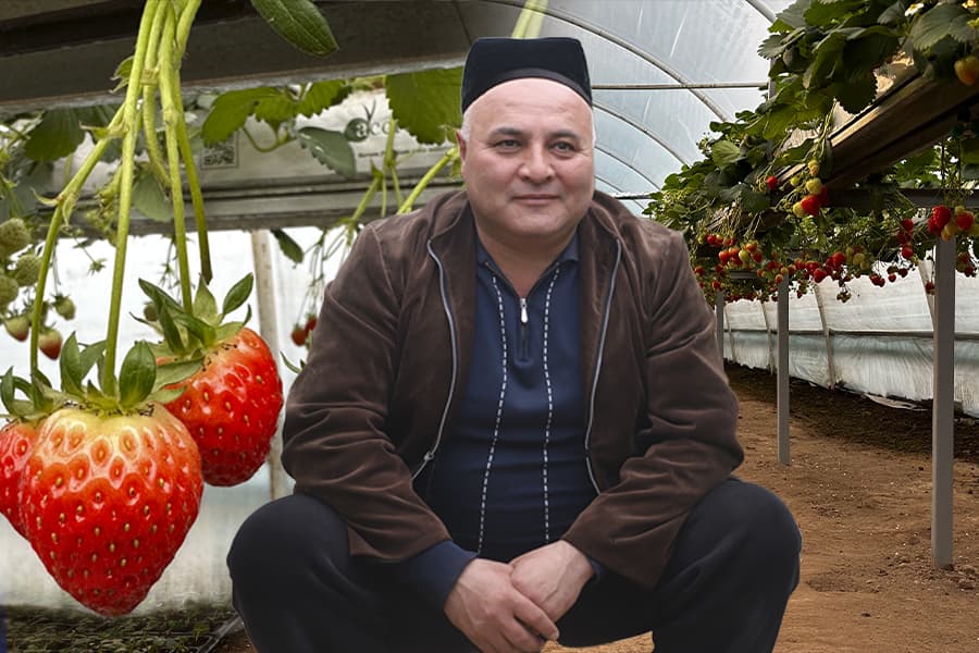 “Hovlimizda doim bahor” – angrenlik qulupnaychi