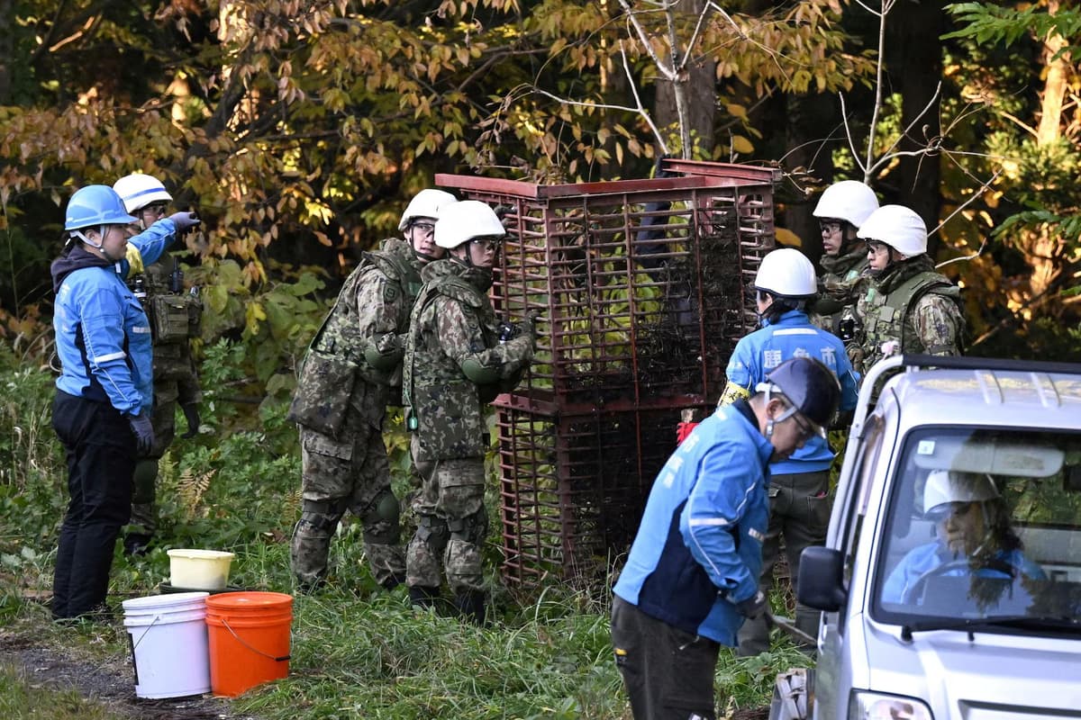 Yaponiyada ayiqlar hujumidan 12 kishi vafot etdi. Ularga qarshi kurashga harbiylar jalb qilindi
