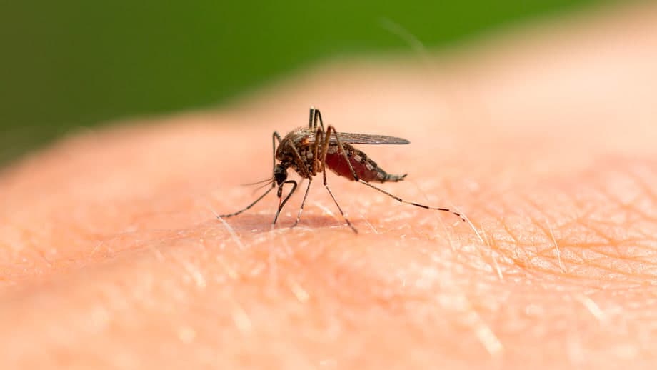 Chivinlar orqali yuqadigan kasallik: chikungunya haqida nimalarni bilish kerak?