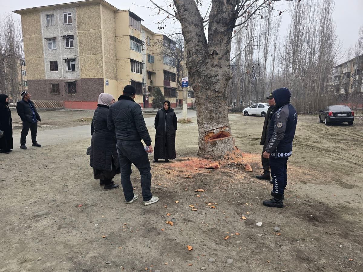 Qo‘qonda ko‘pyillik daraxtni kesmoqchi bo‘lgan fuqarolar qamoqqa olindi