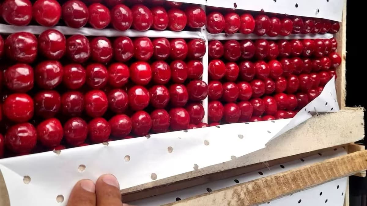Uzbekistan boosts fruit exports by 43%, reaching $368 million in six months
