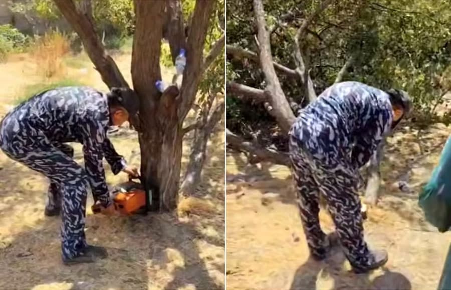 Qibrayda daraxtlar aholi ko‘z o‘ngida kesib tashlandi (video)