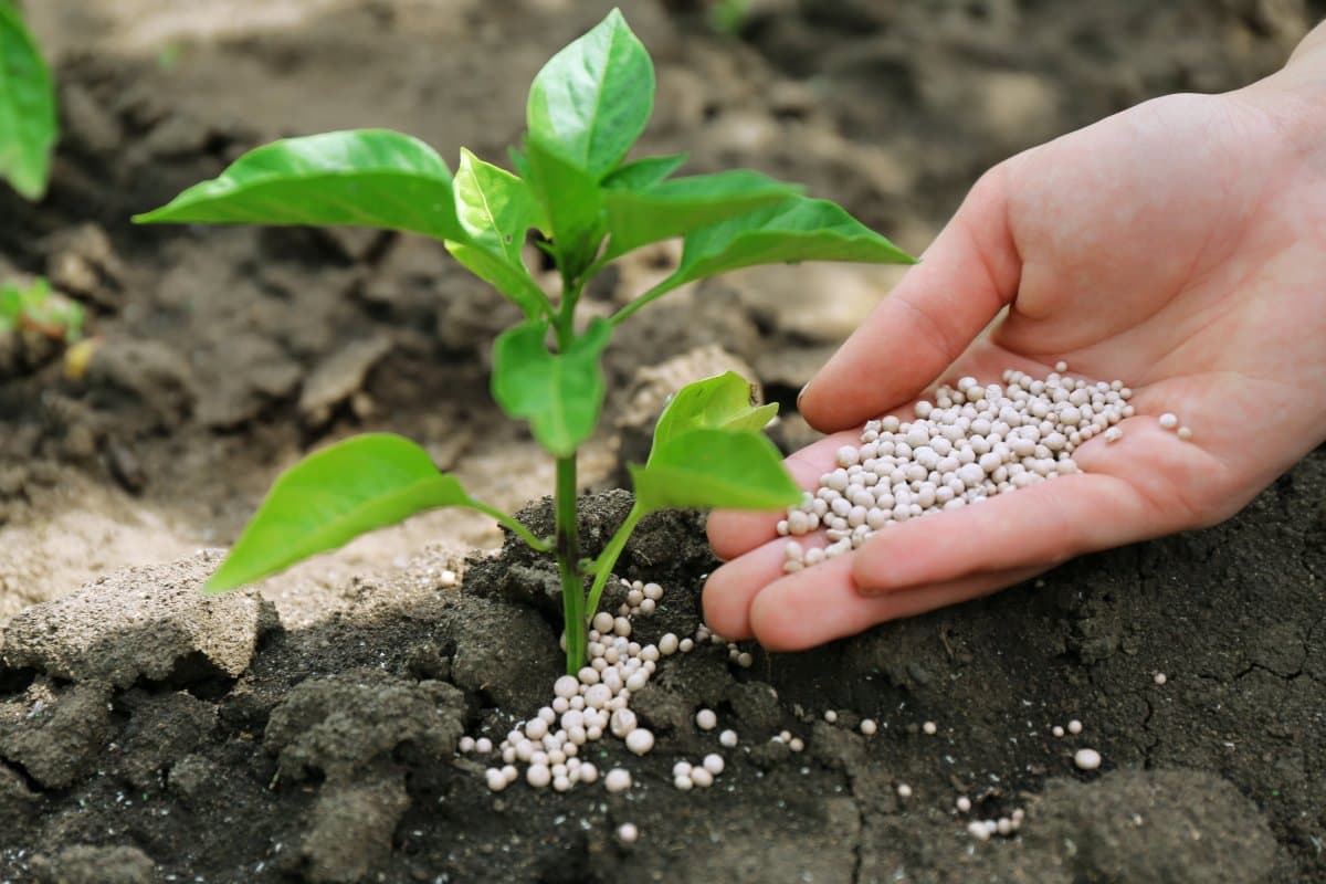 Uzbekistan introduces digital labeling for agrochemicals and fertilizers