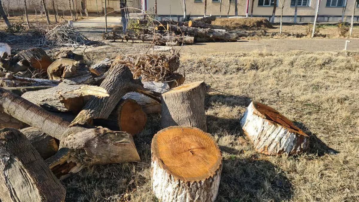 Uzbekistan to use space monitoring to detect illegal logging from 2026