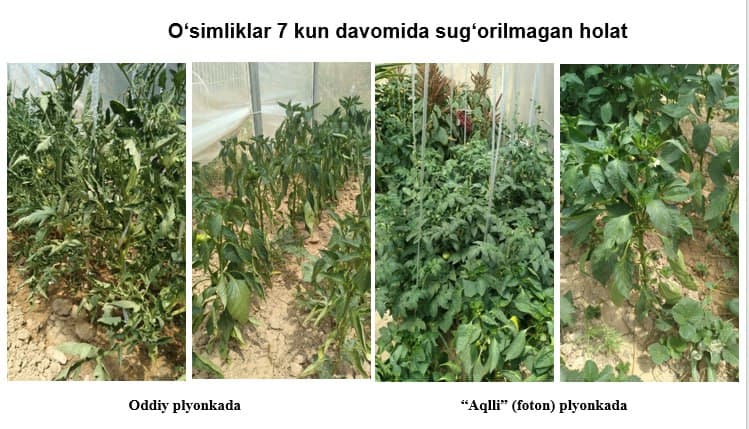 O‘zbekistonlik olimlar yoqilg‘isiz “yashil issiqxona” texnologiyasini yaratdi