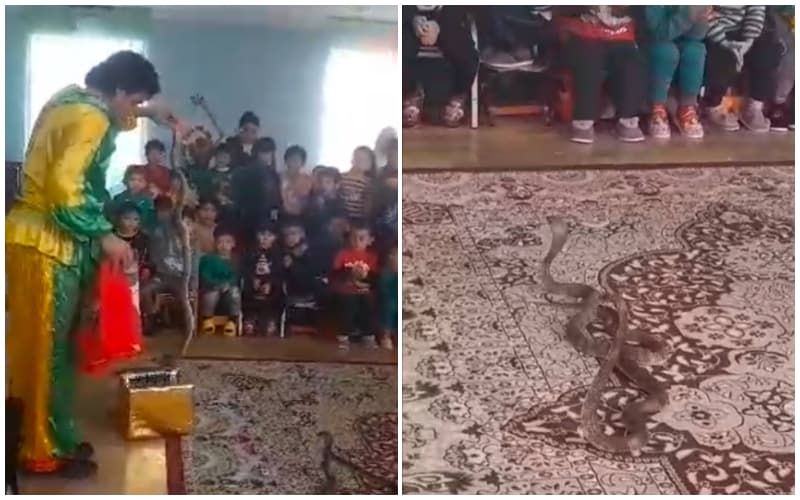 Bog‘chada kobra bilan tomosha ko‘rsatilishiga aloqador shaxslarga chora ko‘rildi