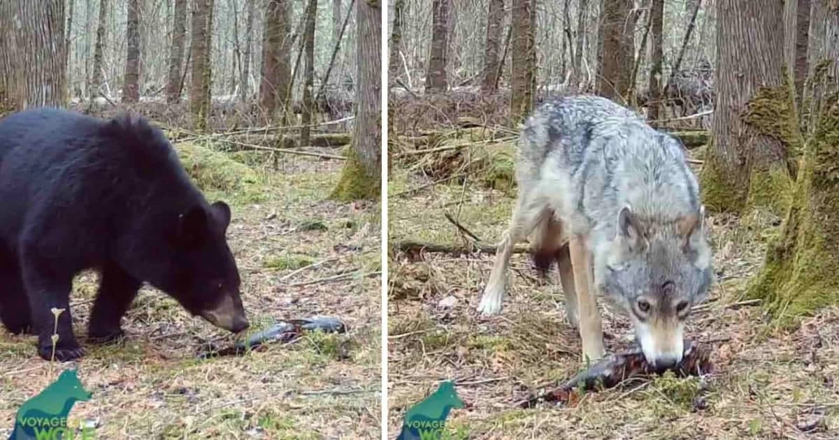 Fotoqopqon bo‘ri va ayiqning g‘ayrioddiy xatti-harakatini qayd etdi