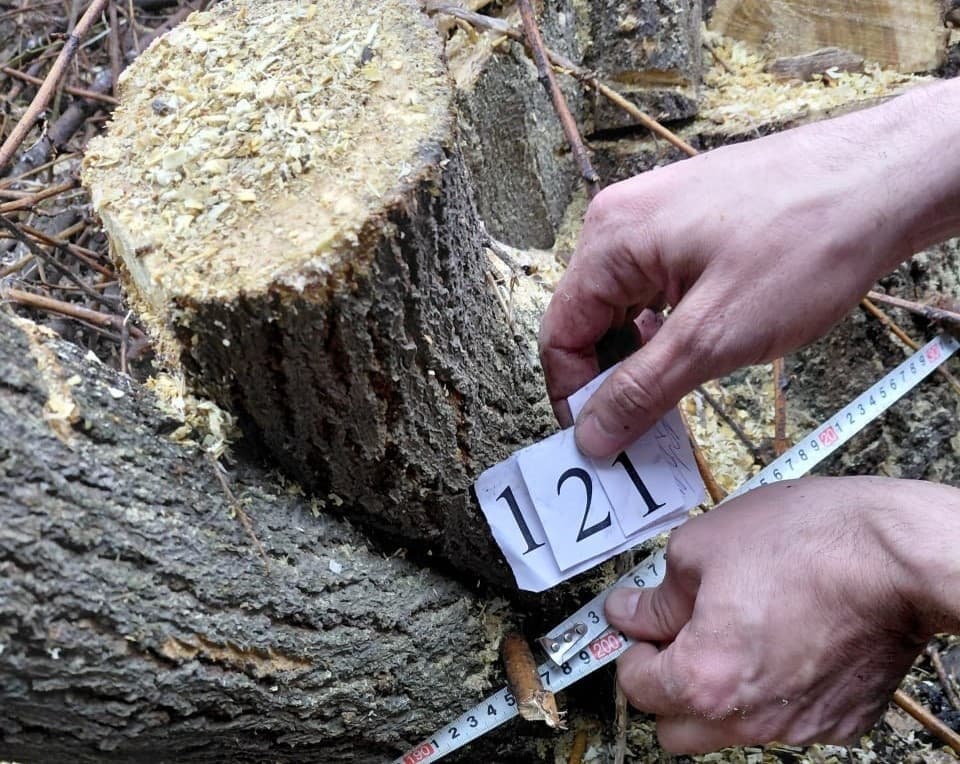 В Янгиюле незаконно вырубили 121 дерево