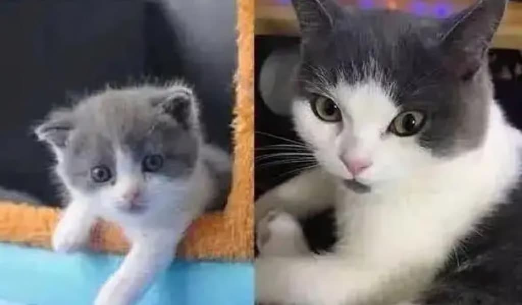 Xitoyda uy hayvonlarini klonlash xizmati ommalashmoqda