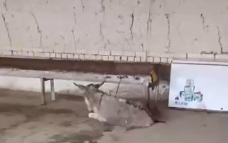 Kattaqo‘rg‘onda eshak so‘yib, go‘shtini sotib kelgan shaxslar aniqlandi