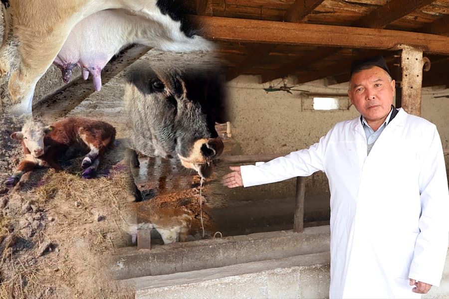 “Oqsil bilan stomatitning farqiga borishmayapti” – vodiyda qoramollar kasallanishi haqida