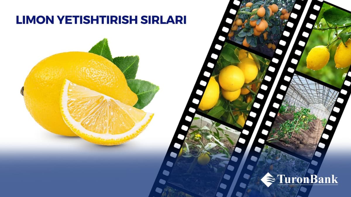O‘zbek limoni: Turonbankdan yangi tashabbuslar va foydali maslahatlar