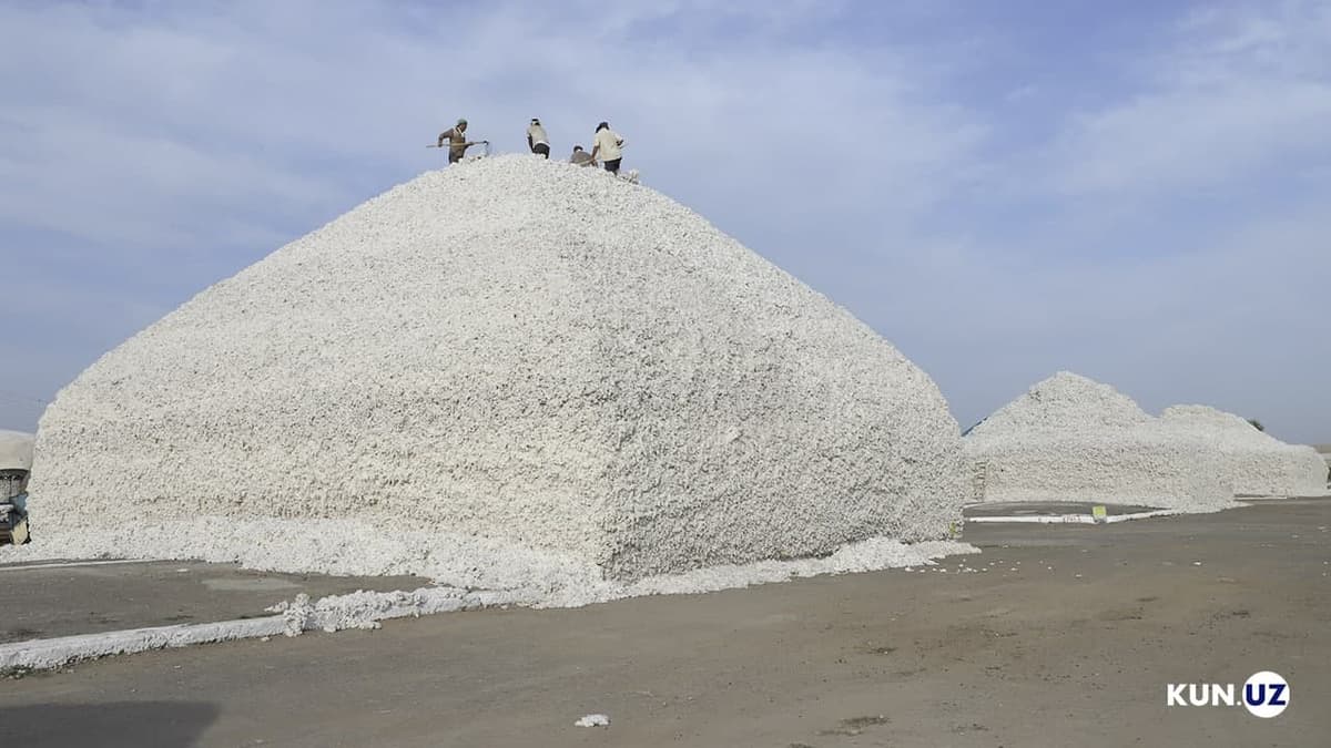 O‘zbekiston AQShdan paxta import qilmoqchi