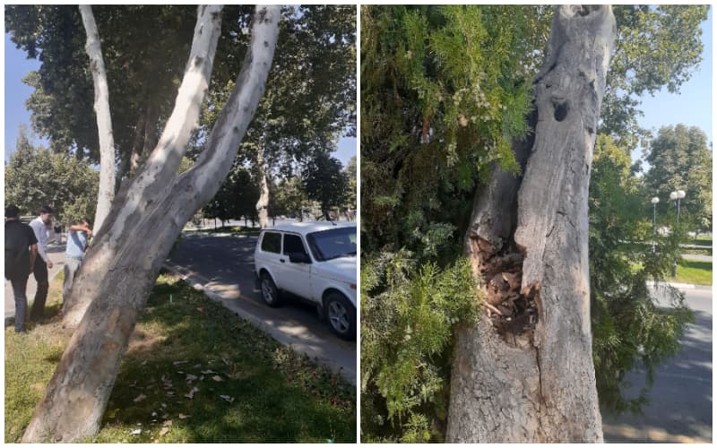 Samarqandda chinorlar kesildi: rasmiylar daraxtlar umrini o‘tab bo‘lganini iddao qilmoqda