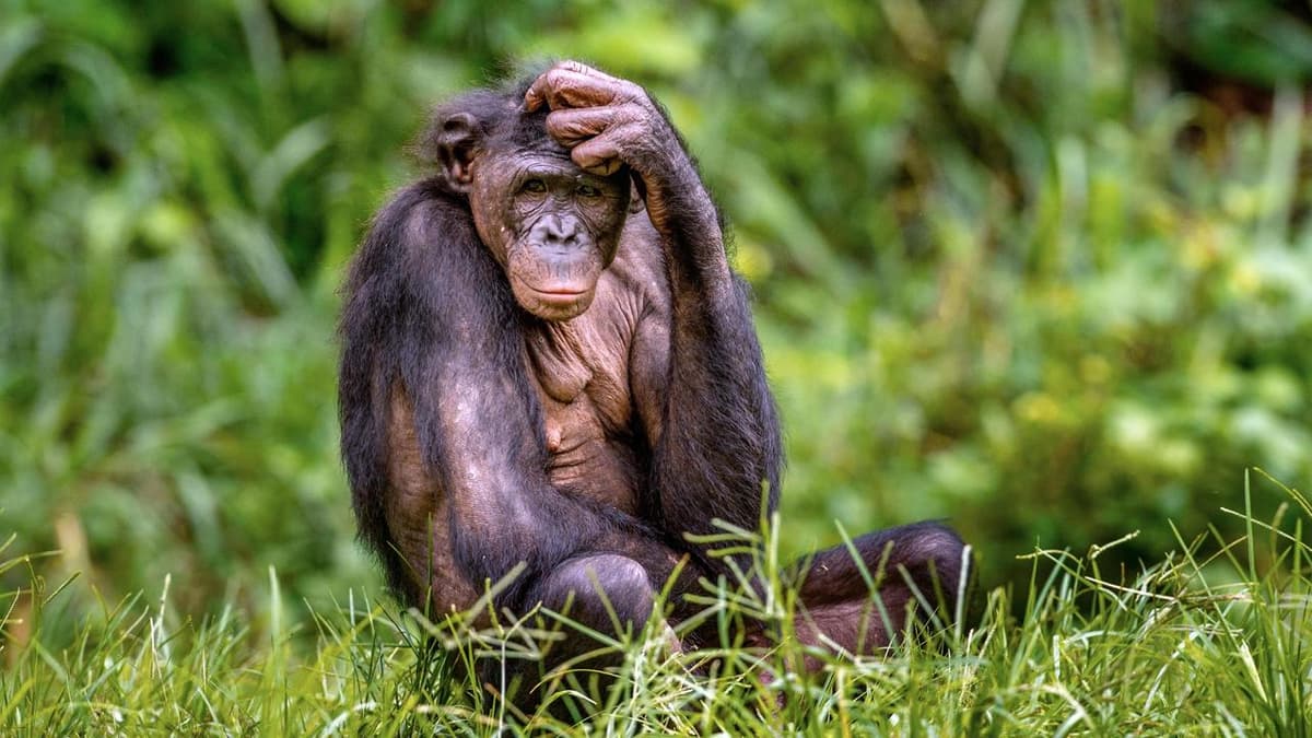 Olimlar bonobo maymunlarining «tili»ni o‘rganib chiqishdi