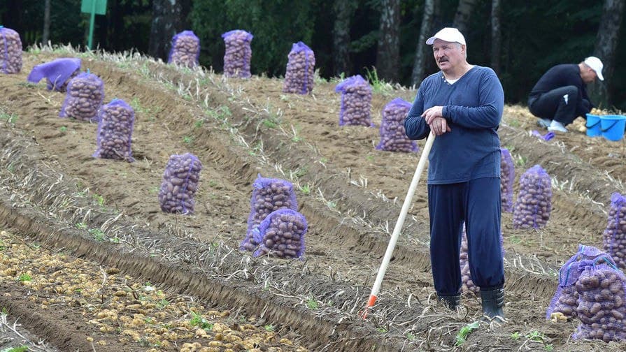 Lukashenko kartoshka narxining oshishiga aloqador barchani «haydashni» talab qildi