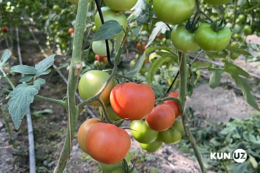 Uzbekistan to abolish minimum export prices for fruits and vegetables