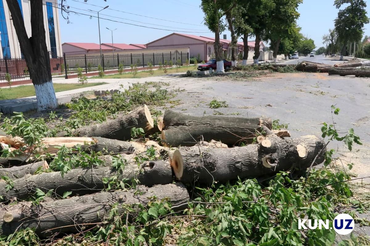 Daraxtzorlarning noqonuniy kesilishi kosmik monitoring orqali aniqlanadi