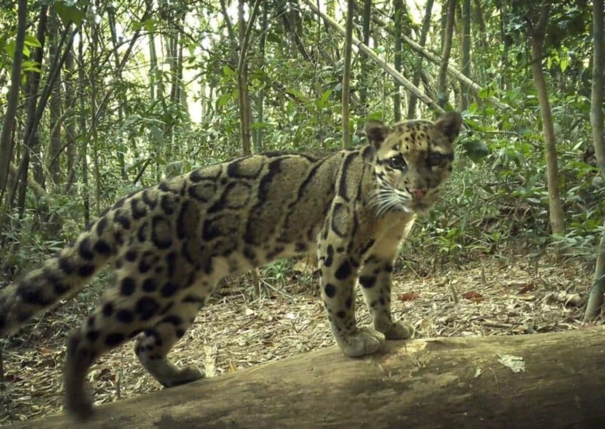 «Osiyo Amazoniyasi»da noyob hayvonlar fotoqopqonlarga muhrlandi