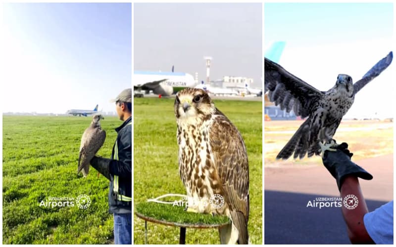 Toshkent xalqaro aeroportida qushlar xavfiga qarshi lochinlar jalb etildi