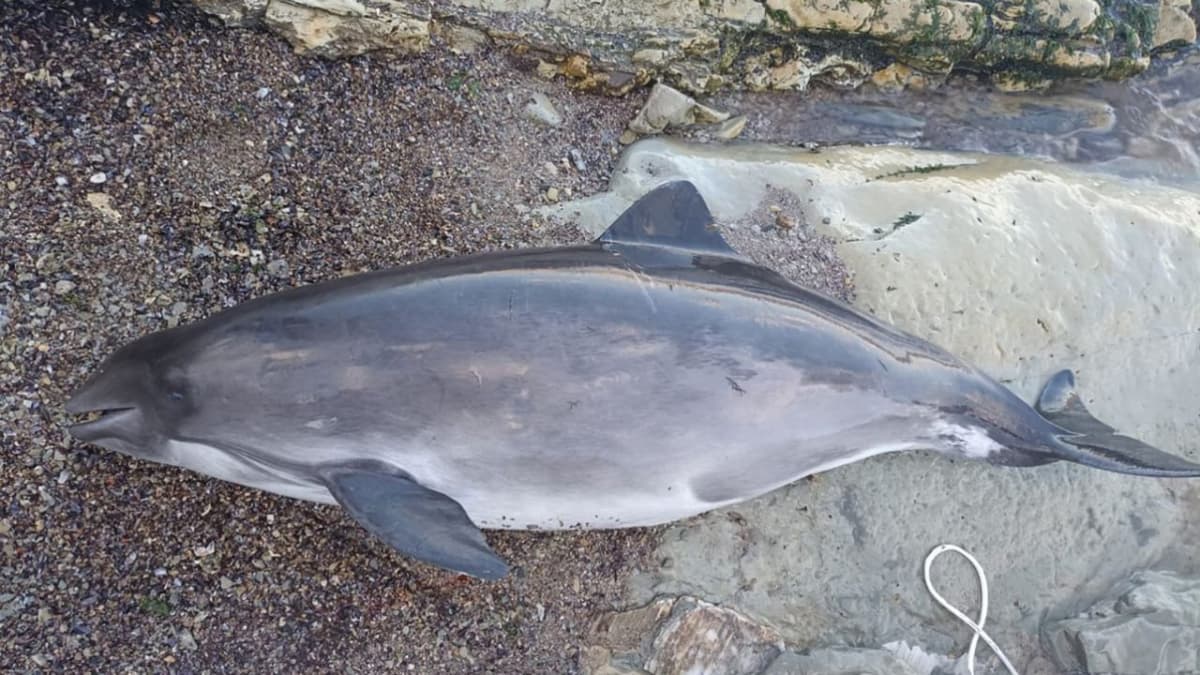 Qora dengiz sohillaridan 100 dan ortiq o‘lik delfin topildi
