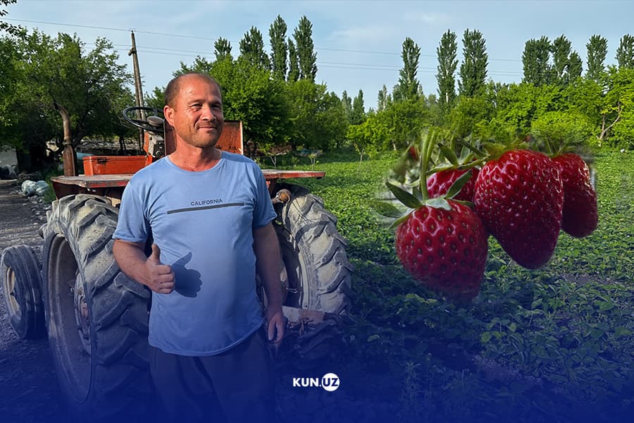 Қулупнайчилар қишлоғи: Ўқчидан репортаж