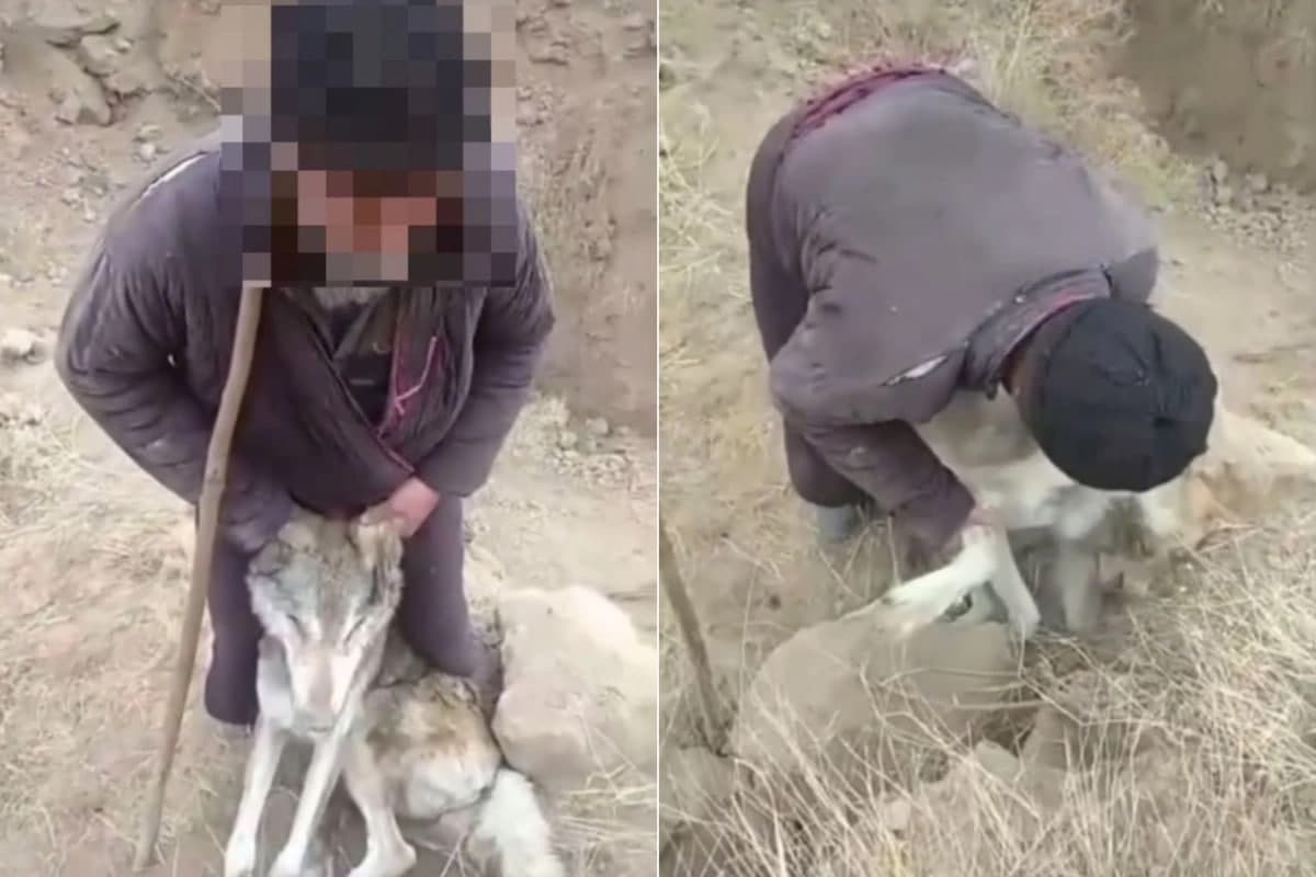 Surxondaryoda qo‘ylariga hujum qilgan bo‘rini o‘ldirgan shaxs jarimaga tortildi