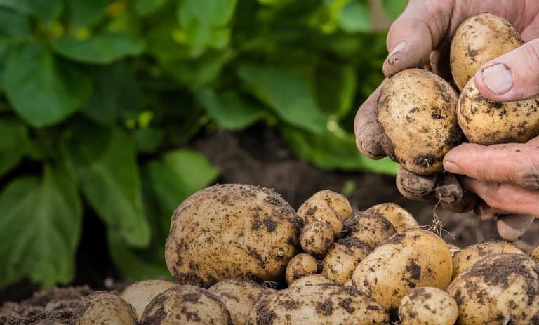 O‘zbekiston va Misr serhosil kartoshka navlarini yetishtirishni boshlaydi