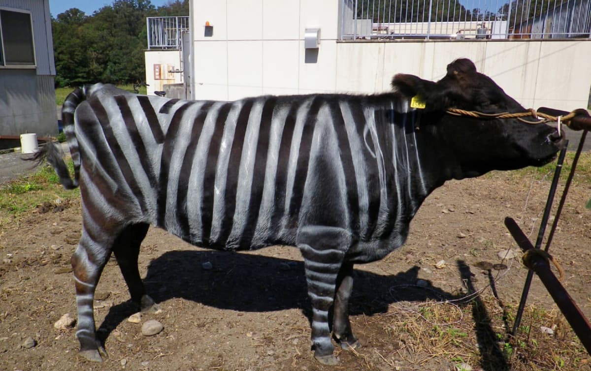 Yaponiyalik olimlar sigirni zebra rangiga bo‘yagani uchun Shnobel mukofotiga sazovor bo‘ldi