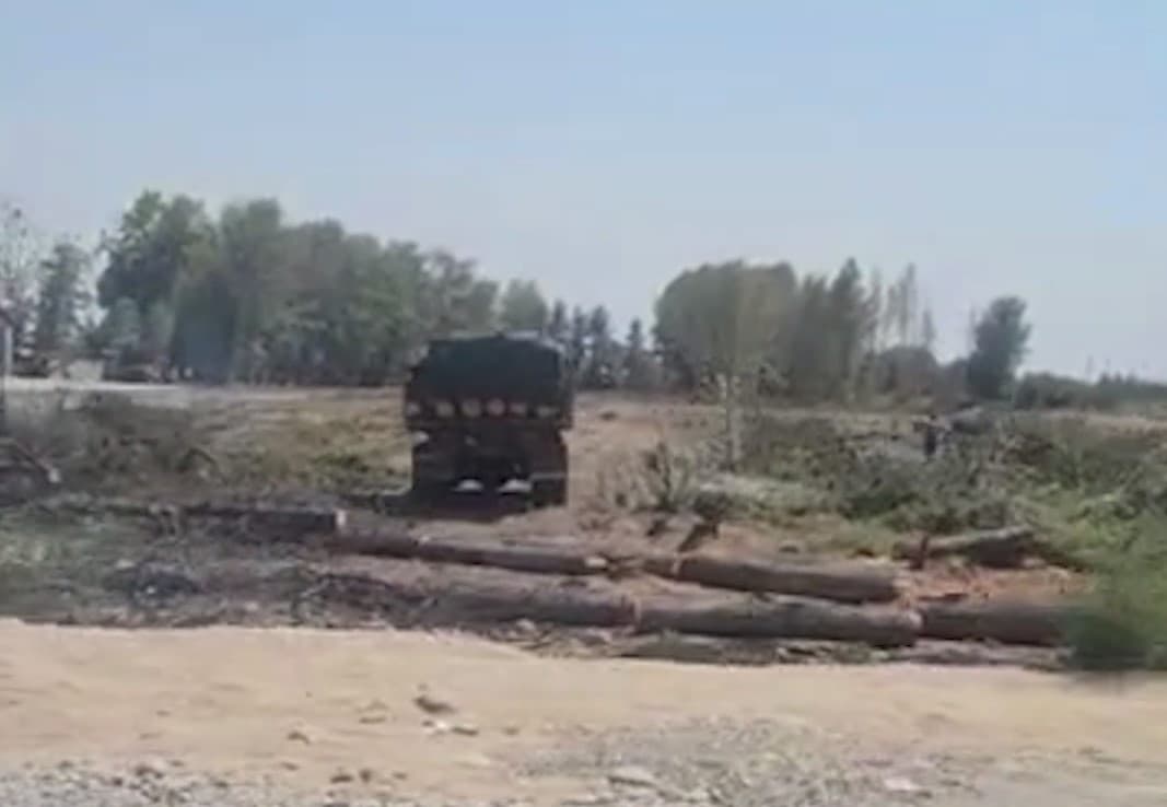 Surxondaryoda daraxtkushlik: voyaga yetgan archalar kesib tashlandi