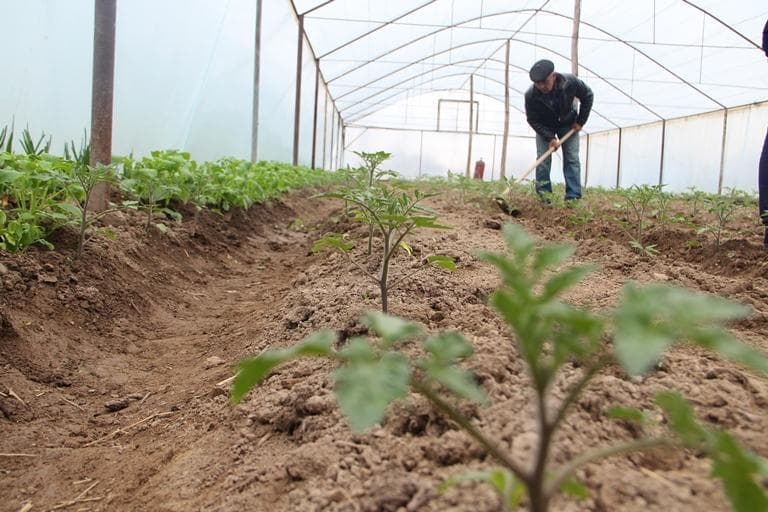 Usta dehqonlarga subsidiya, bog‘larni sug‘orish uchun qo‘llab-quvvatlash joriy etiladi