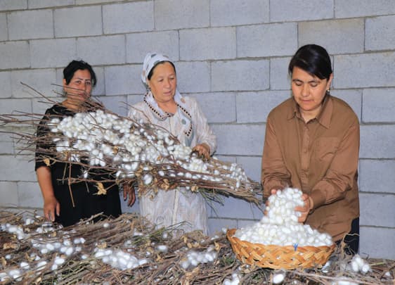 Pillachilik sohasida ayollarni ish bilan ta’minlash bo‘yicha tartib tasdiqlandi