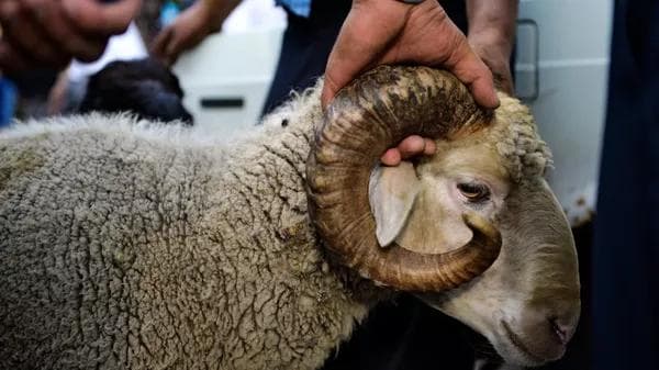 Kimlar qurbonlik qiladi? Uning hukm va odoblari